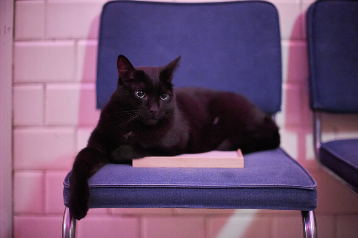 Kat op stoel